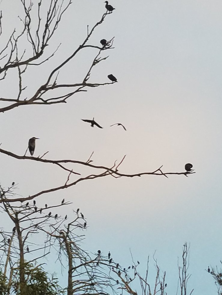Birds in leafless tree, grey sky