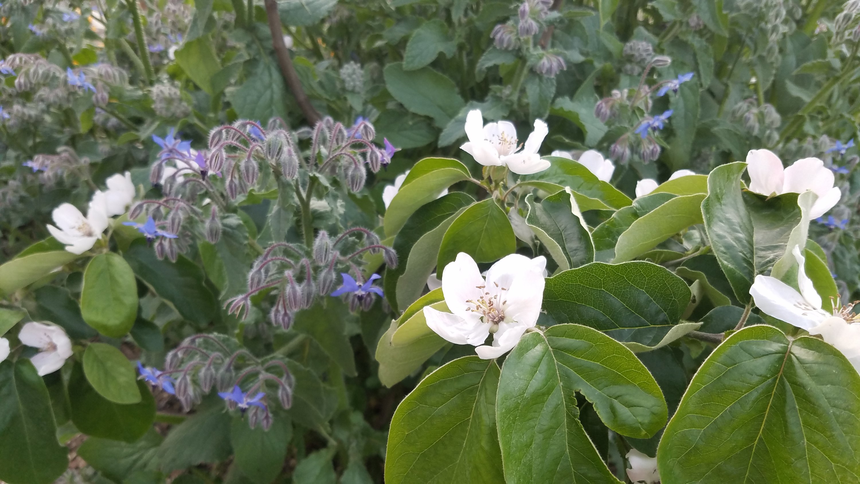 White quince flowers and leaves intermingled with purple borage flowers in a garden setting.