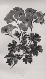 Black and white botanical illustration of a Pelargonium.